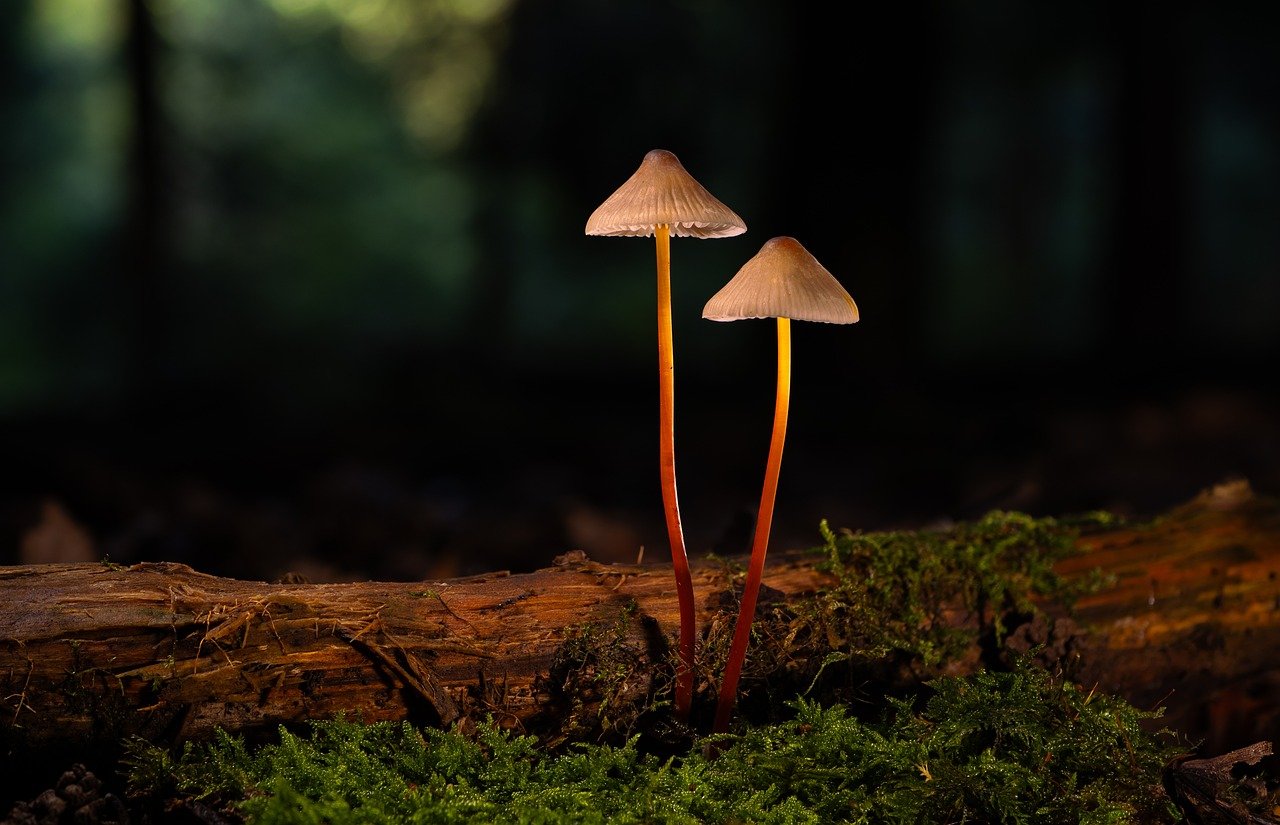 百世汇通app详情下载教程