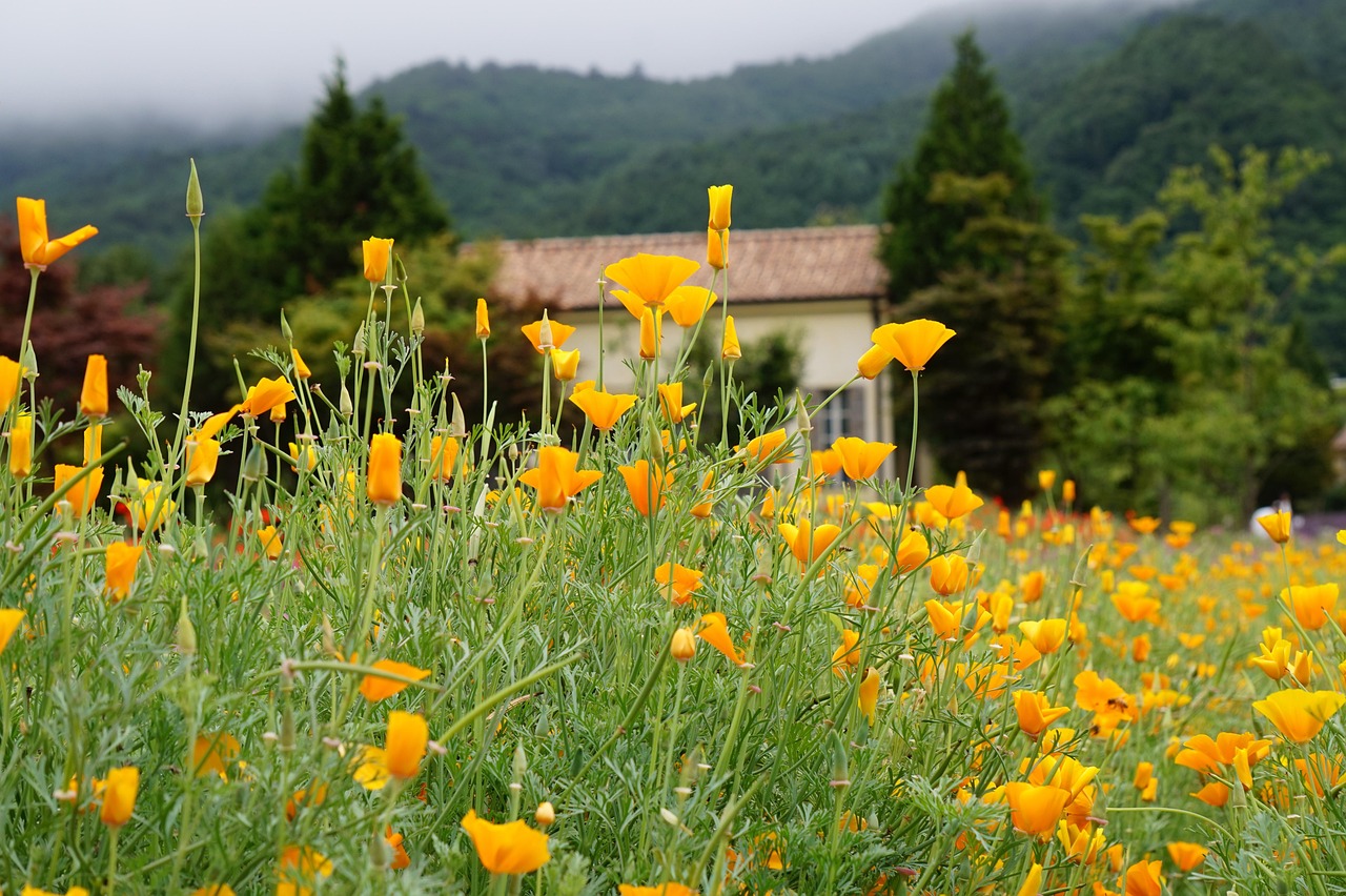 芝麻开门实名账号:短信营销和邮件营销:如何选择更好的方式?